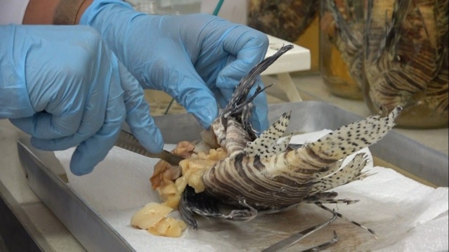 İstilacı,  zehirli aslan balığı Akdeniz’i tehdit ediyor 1