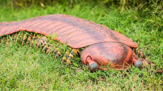 Düşen kaya ikiye ayrılınca ortaya çıktı! Dünyanın en büyük kırkayak fosili bulundu 4