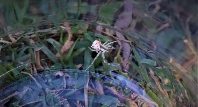 İnsan yüzlü örümcek Türkiye'de bir kez daha ortaya çıktı 9