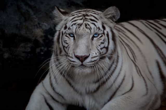 Kolombiya'da kaçakçılıktan kurtarılan hayvanlar 12