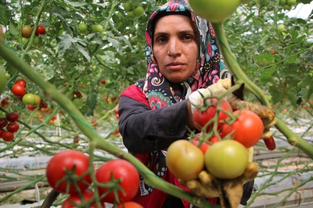 Topraksız tarım,  kadınlara iş kapısı oldu 6