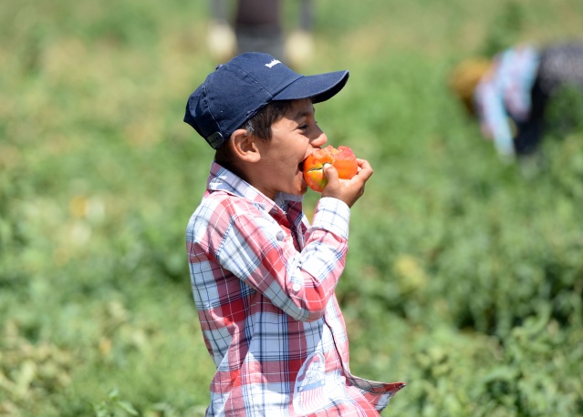 Kilisli çiftçiler,  Suriye pazarında yerini almak istiyor 9