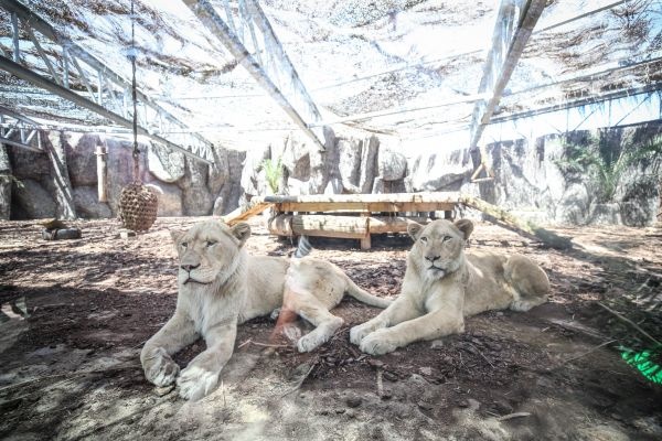Türkiye'nin ilk beyaz aslanları İstanbul'da 1