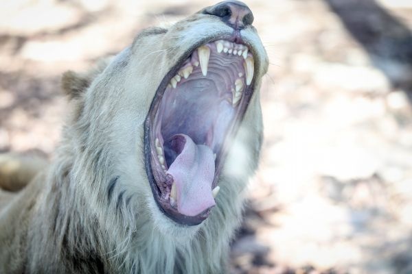 Türkiye'nin ilk beyaz aslanları İstanbul'da 2