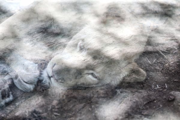 Türkiye'nin ilk beyaz aslanları İstanbul'da 4