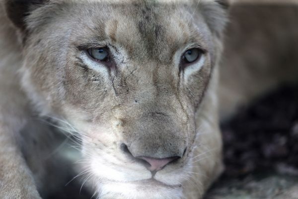 Türkiye'nin ilk beyaz aslanları İstanbul'da 16