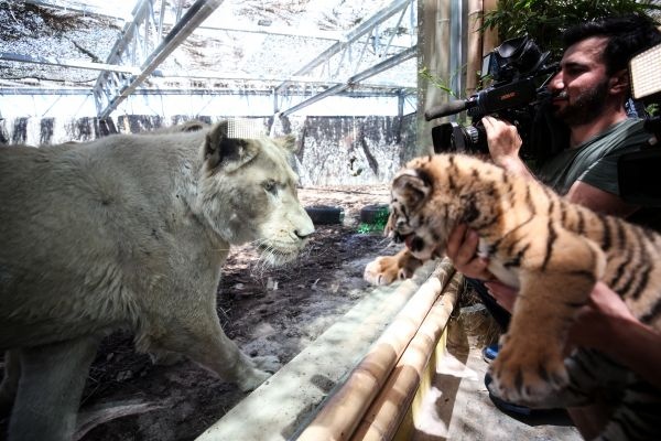 Türkiye'nin ilk beyaz aslanları İstanbul'da 23