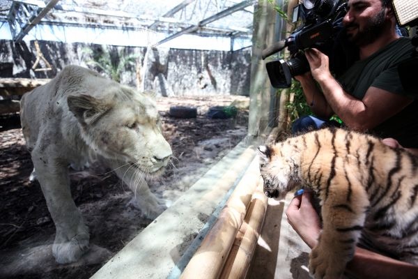 Türkiye'nin ilk beyaz aslanları İstanbul'da 7