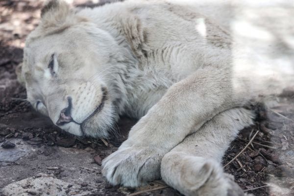 Türkiye'nin ilk beyaz aslanları İstanbul'da 9