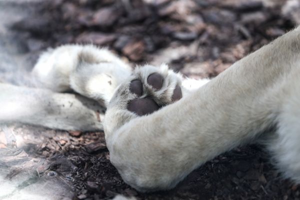 Türkiye'nin ilk beyaz aslanları İstanbul'da 20