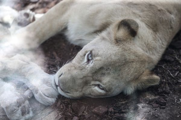 Türkiye'nin ilk beyaz aslanları İstanbul'da 19
