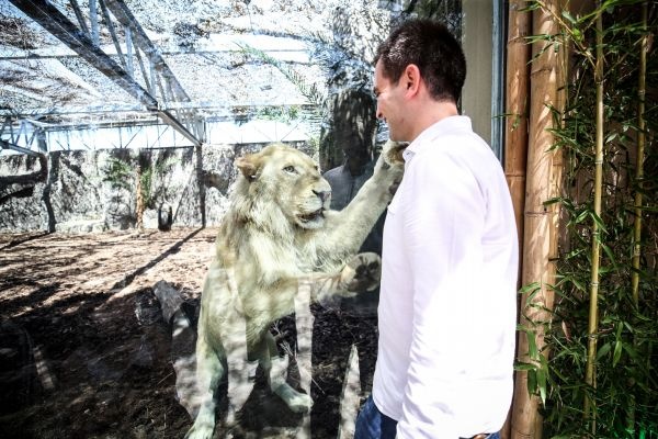 Türkiye'nin ilk beyaz aslanları İstanbul'da 21