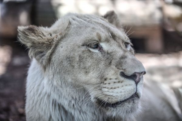Türkiye'nin ilk beyaz aslanları İstanbul'da 10