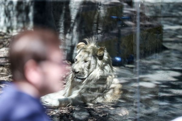 Türkiye'nin ilk beyaz aslanları İstanbul'da 22
