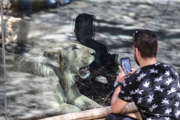 Türkiye'nin ilk beyaz aslanları İstanbul'da 25