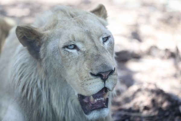 Türkiye'nin ilk beyaz aslanları İstanbul'da 24