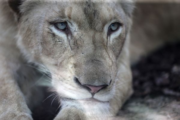 Türkiye'nin ilk beyaz aslanları İstanbul'da 14