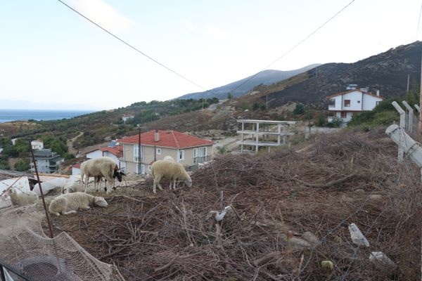 Marmara Adası'ndaki yangının boyutu gün ağarınca ortaya çıktı 4