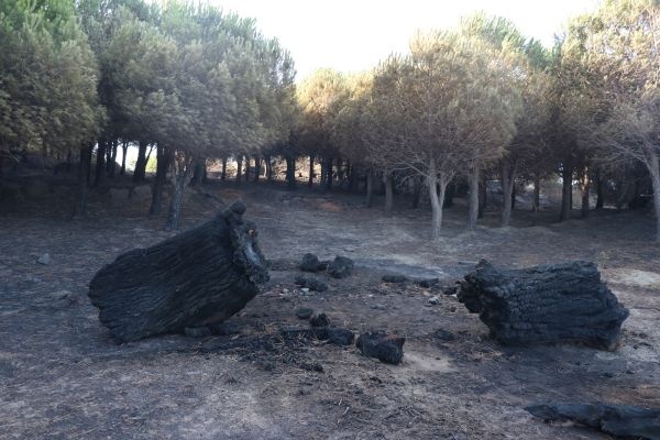 Marmara Adası'ndaki yangının boyutu gün ağarınca ortaya çıktı 8