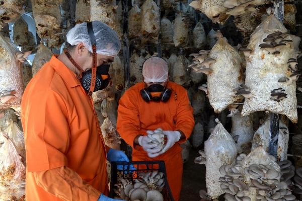 Cezaevinde istiridye mantarı hasadı 1