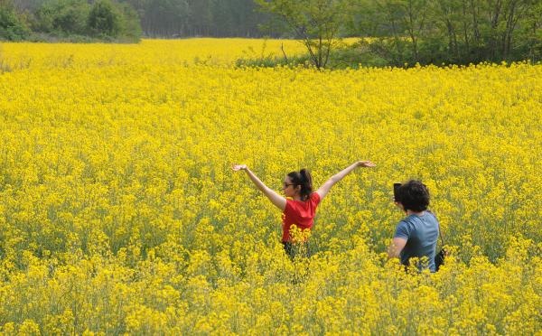 Kanola tarlaları doğal fotoğraf stüdyosuna döndü 1