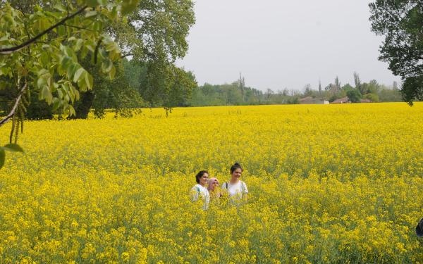 Kanola tarlaları doğal fotoğraf stüdyosuna döndü 5