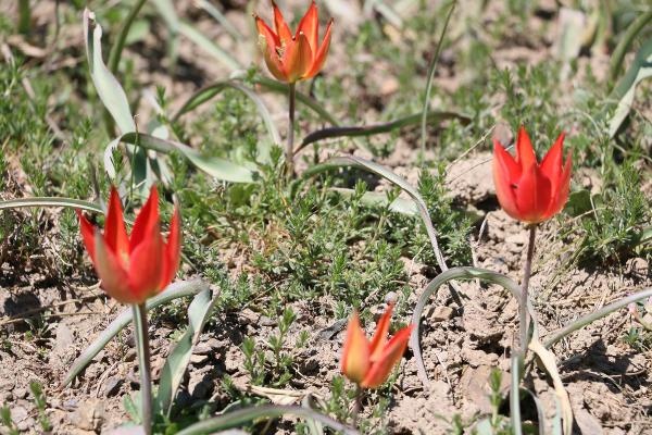 Bu laleyi koparana 60 bin lira ceza! 3