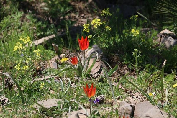 Bu laleyi koparana 60 bin lira ceza! 4