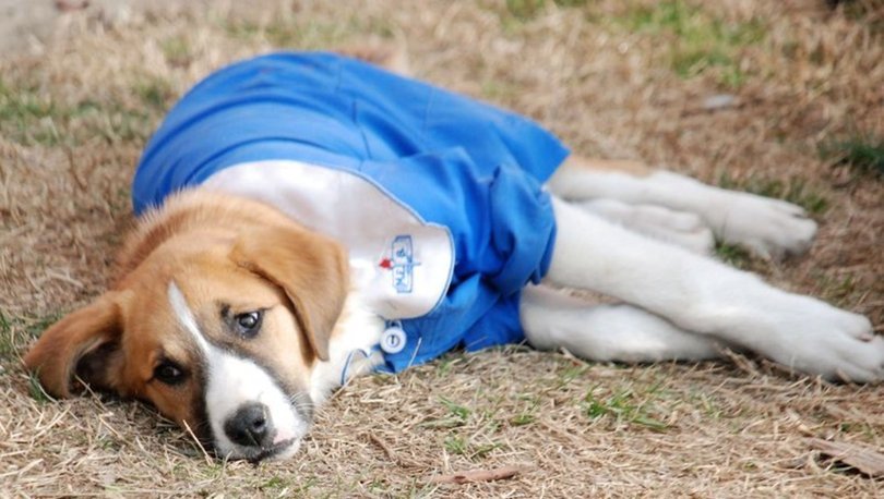 Fındık köpek öldü mü