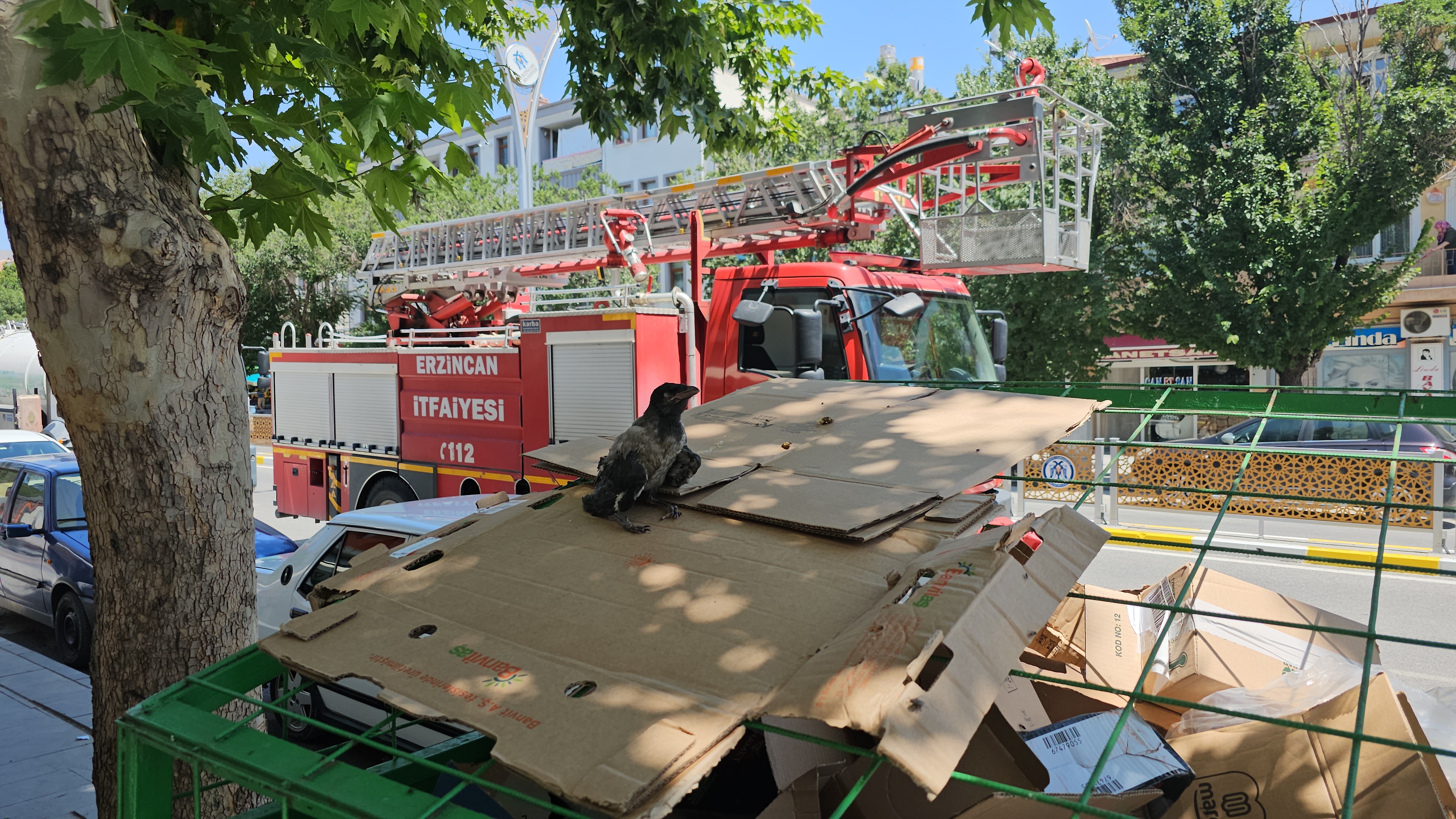 Erzincan'da kargalar vatandaşlara saldırdı