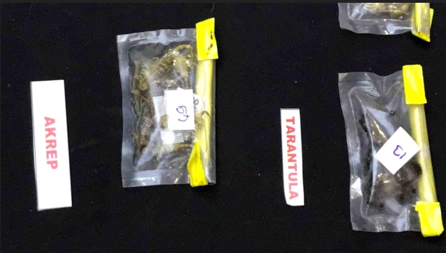 Akrep Tarantula Hayvan