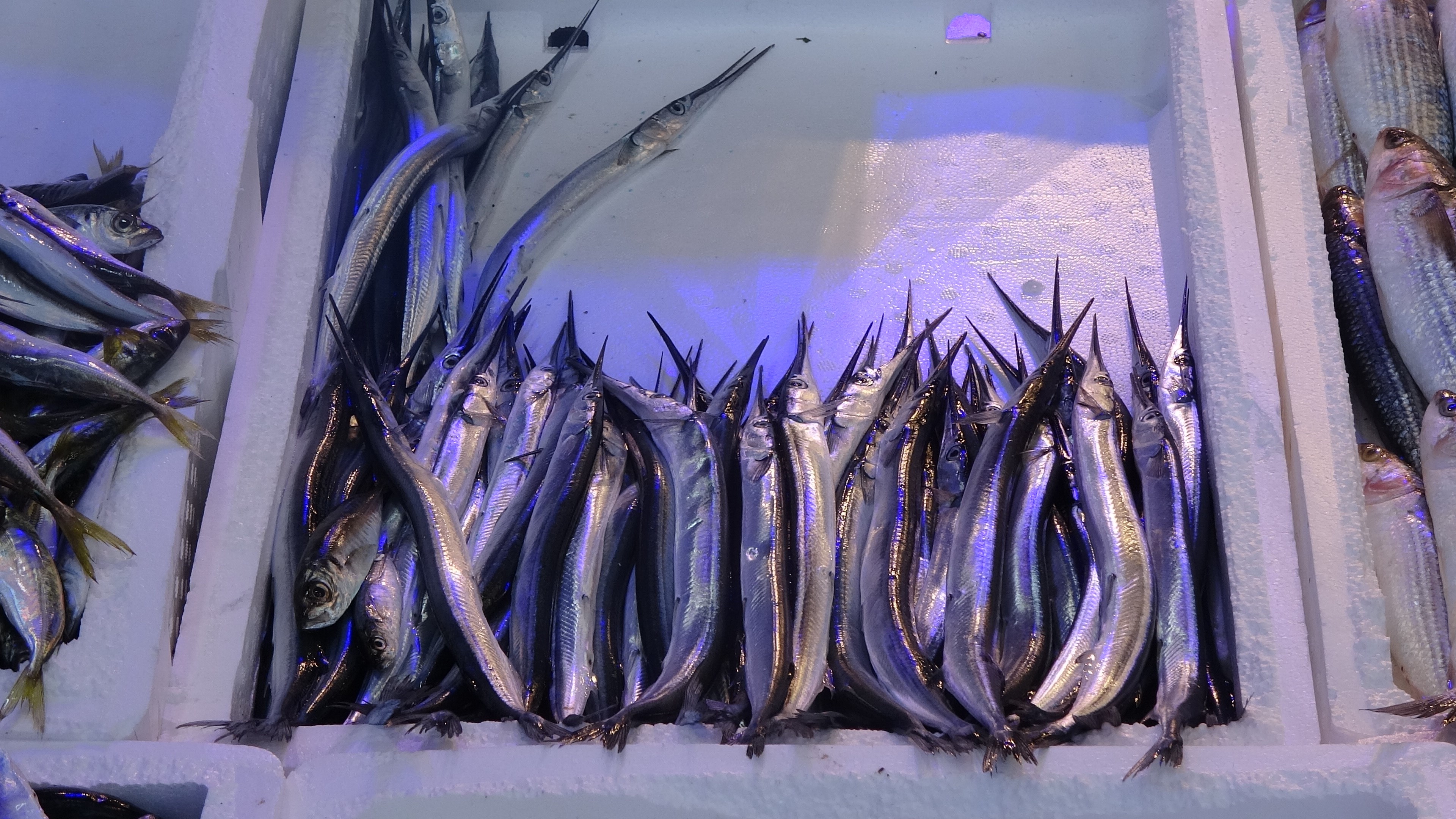 Av yasağı 1 Eylül'de sona erdi,  balık bolluğu sevindirdi