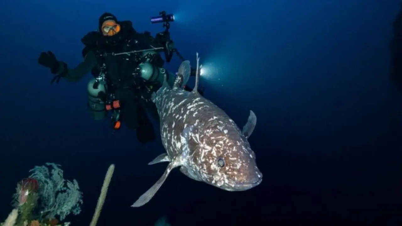 Dinozor Balığı Latimeria - Görüntü - Endonezya