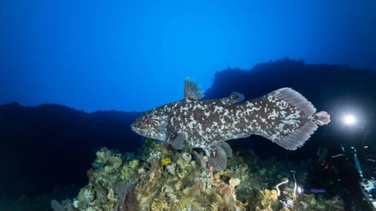 Dinozor Balığı Latimeria - Canlı Görüntü -